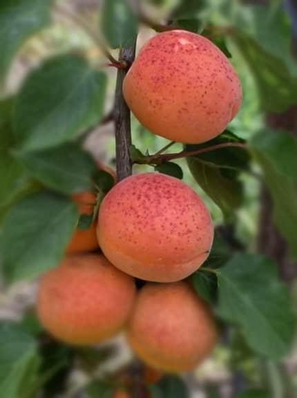 apricot bergeron Orange fruit with red spots on a green background